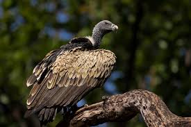 Indian Vulture